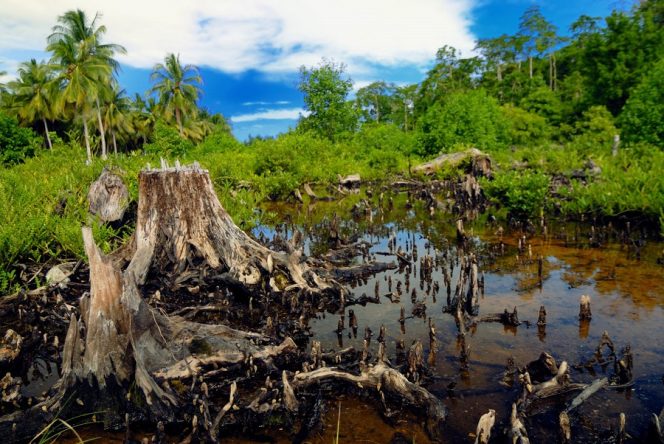 
					Awas !!!!, Tebang Pohon Sembarangan Kena Denda