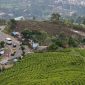 Kawasan Puncak, Kabupaten Bogor kini mengalami overload atau kelebihan kapasitas. (FOTO : Asep Saprudin/Harian Sederhana)