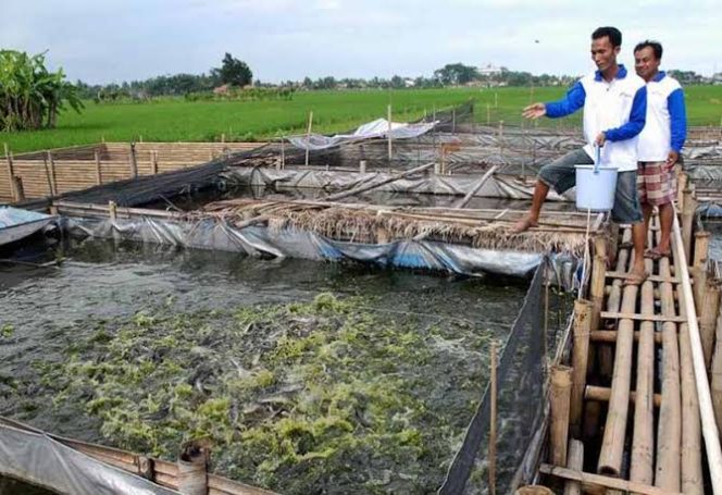 
					Empat Kecamatan Jadi Kawasan Minapolitan