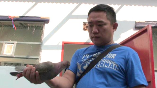 
					Robby, Warga Depok Pemilik Burung Dara Seharga Rp1 Miliar.