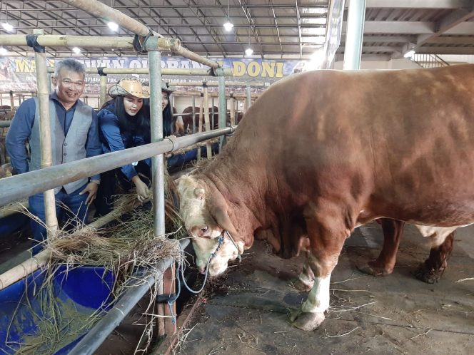 
					Asiknya Memilih Hewan Kurban Sambil Ditemani Cowgirl Cantik