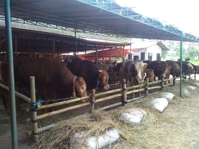 
					Kebutuhan Hewan Kurban di Kota Sukabumi Naik 5 Persen. (FOTO : Harian Sederhana)