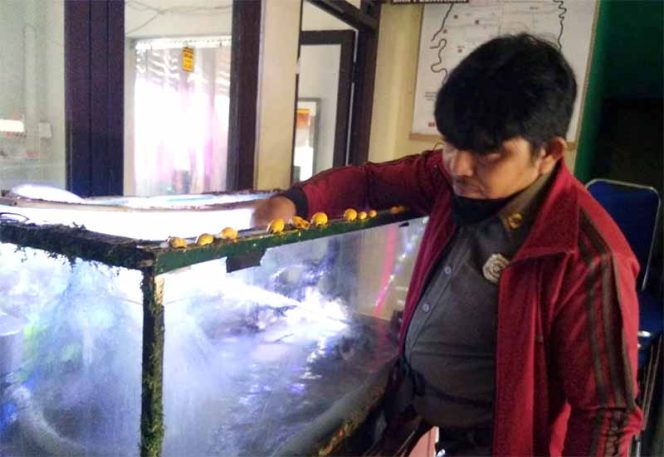 
					Tondi Andri, Kasi Pemerintahan dan Tramtib membersihikan aquarium di Kelurahan Pasir Putih.