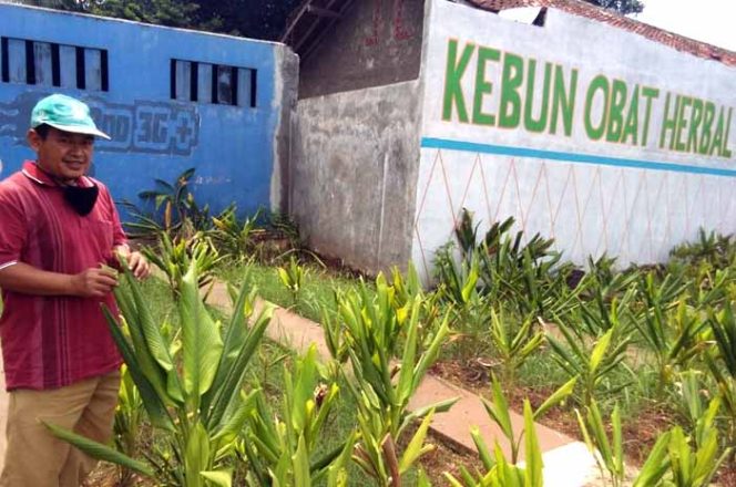 
					Ma’mun Ridwan memperlihatkan tanaman jahe di kebun organic SMK Amec yang merupakan sekolah miliknya.